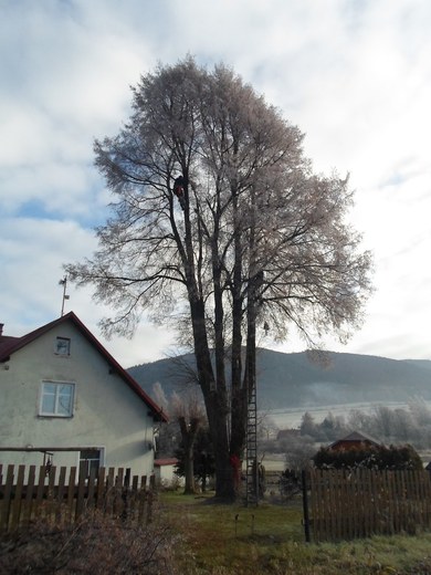 11-postupne-odvetveni-a-pokaceni-stromu-001.jpg