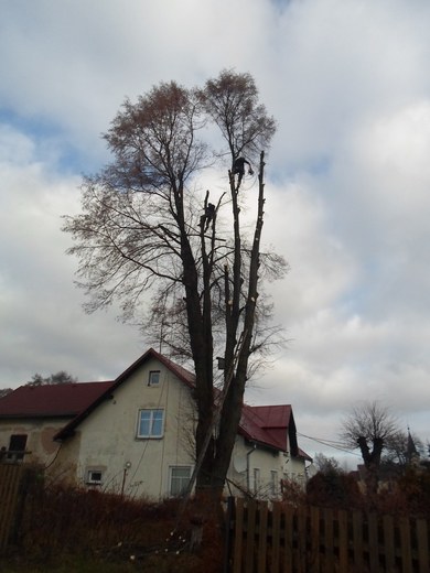 11-postupne-odvetveni-a-pokaceni-stromu-005.jpg