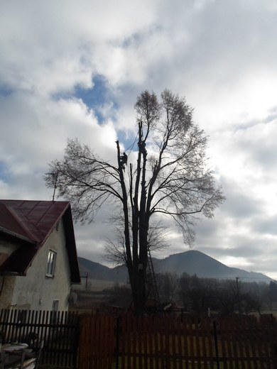 11-postupne-odvetveni-a-pokaceni-stromu-007.jpg