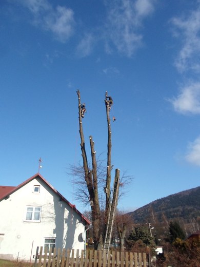 11-postupne-odvetveni-a-pokaceni-stromu-012.jpg