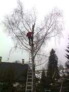 Kácení stromů, 3 břízy o výšce 20 metrů