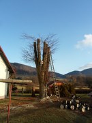 Postupné odvětvení a pokácení stromu, nepezpečí pádu