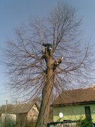 07-prorezani-stromu-002.jpg