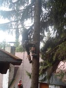 10-postupne-kaceni-smrku-ohrozujici-drevenou-chatu-003.jpg