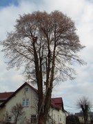 11-postupne-odvetveni-a-pokaceni-stromu-002.jpg