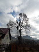 11-postupne-odvetveni-a-pokaceni-stromu-007.jpg