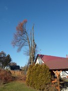 11-postupne-odvetveni-a-pokaceni-stromu-009.jpg