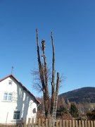 11-postupne-odvetveni-a-pokaceni-stromu-010.jpg