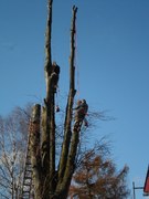 11-postupne-odvetveni-a-pokaceni-stromu-011.jpg