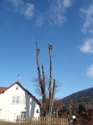 11-postupne-odvetveni-a-pokaceni-stromu-012.jpg