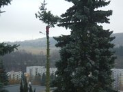 rizikove-kaceni-stromu